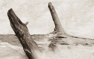 "Ces rivages perdus", avec l'auteur et photographe Camille Guichard