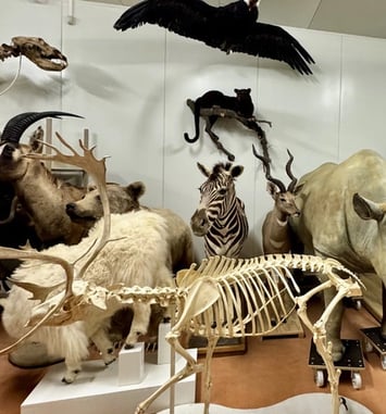 Visite commentée du centre de conservation des collections