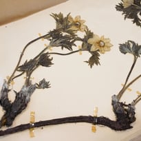 Visite exclusive de l'herbarium du Jardin botanique de Bordeaux