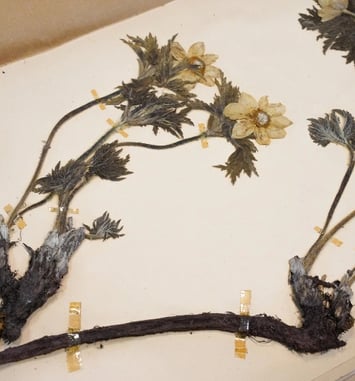 Visite exclusive de l'herbarium du Jardin botanique de Bordeaux