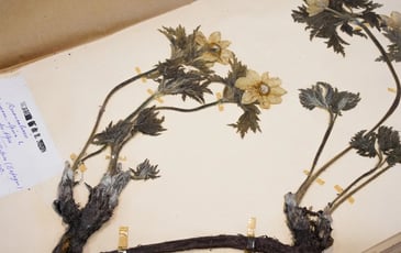 Visite exclusive de l'herbarium du Jardin botanique de Bordeaux