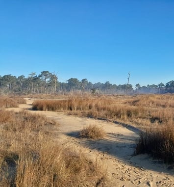 Visite guidée de la Réserve Naturelle Nationale des prés salés d'Arès-Lège
