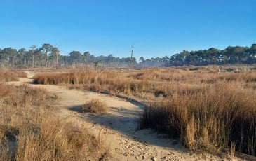 Visite guidée de la Réserve Naturelle Nationale des prés salés d'Arès-Lège