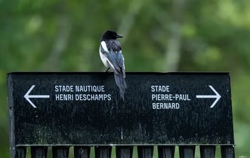Exposition "Talence, éclats de nature urbaine"