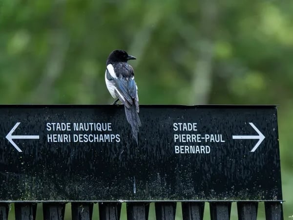 Exposition "Talence, éclats de nature urbaine"