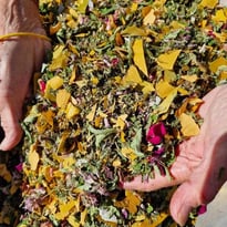 Les trésors aromatiques sauvages