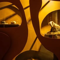 Visite commentée de l'exposition Sols