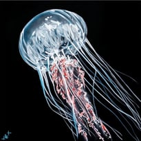 Bleu Sauvage : le street art s'invite au Musée Mer Marine