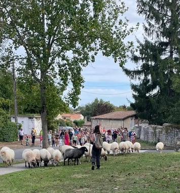 Transhumance des brebis du parc des Coteaux à Cenon