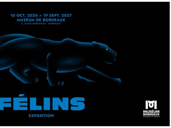 Félins