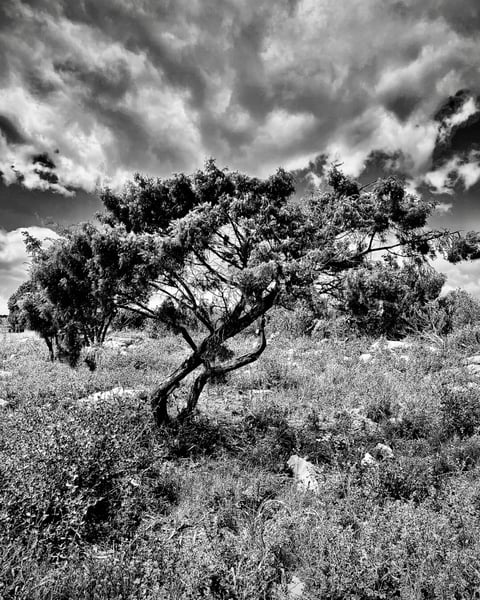 Arbres, Cécile Bory Saillant