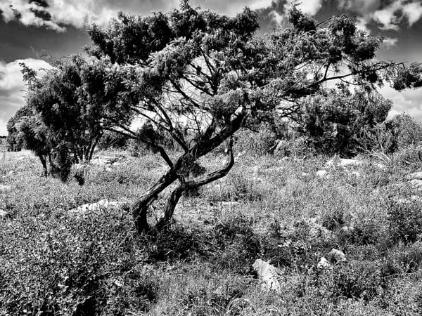 Arbres, Cécile Bory Saillant